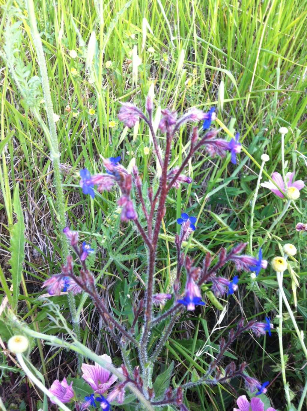 Anchusa italica